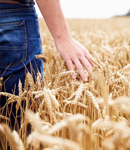 Image of Person Farming for Ag Credit Cards
