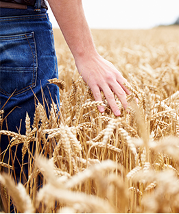 Image of Person Farming for Ag Credit Cards