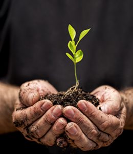 Image of Person Holding a Plant for Ag Loans